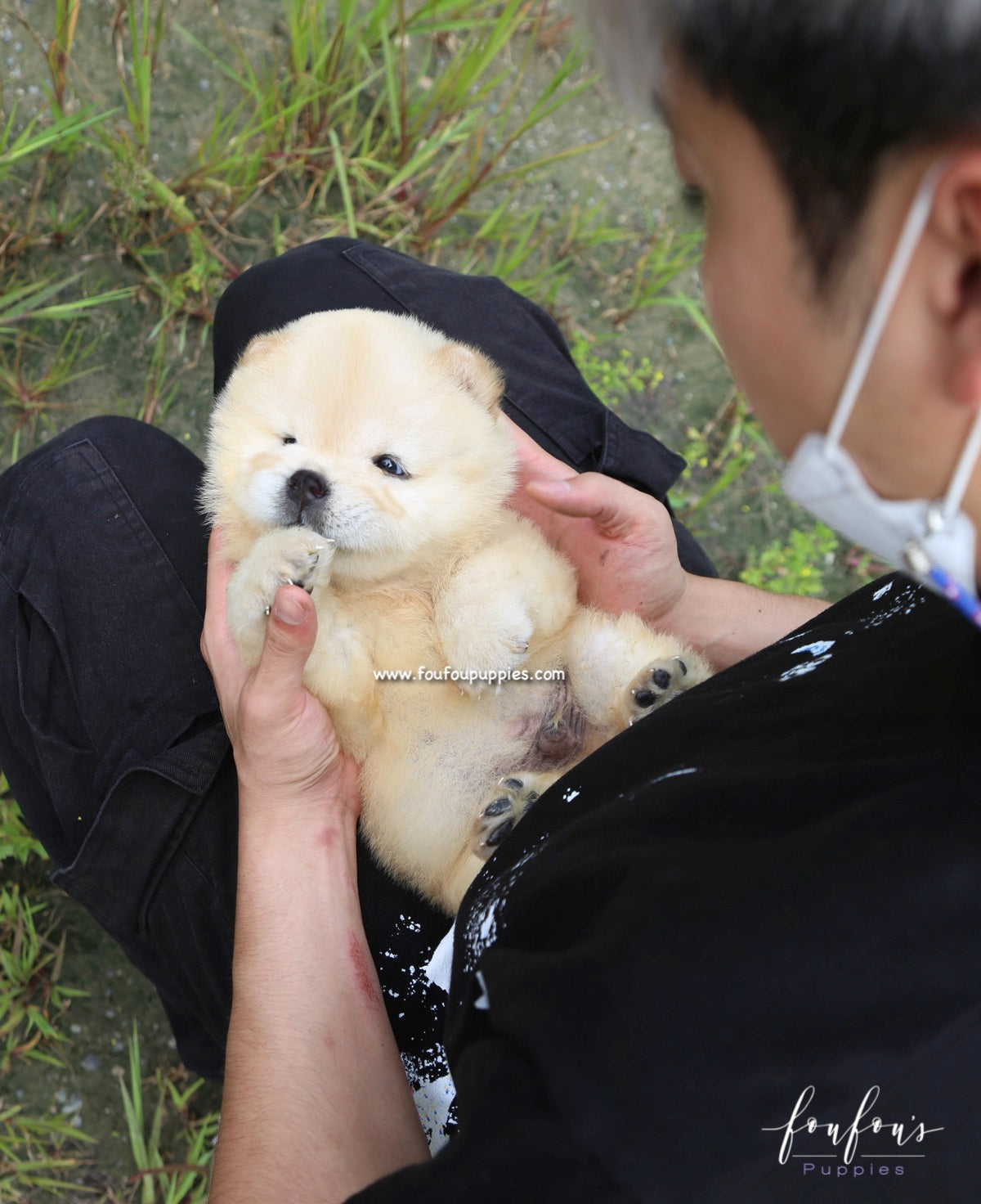 Bubba - Chow Chow M.