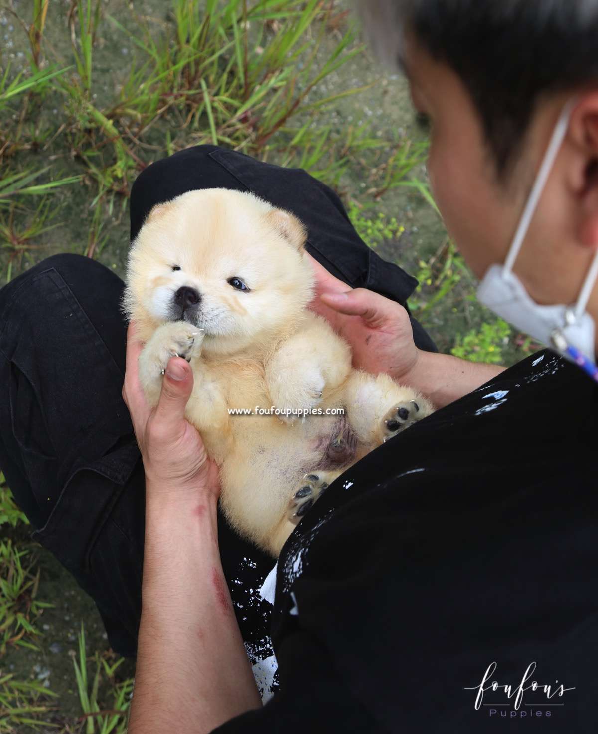 Bubba - Chow Chow M.