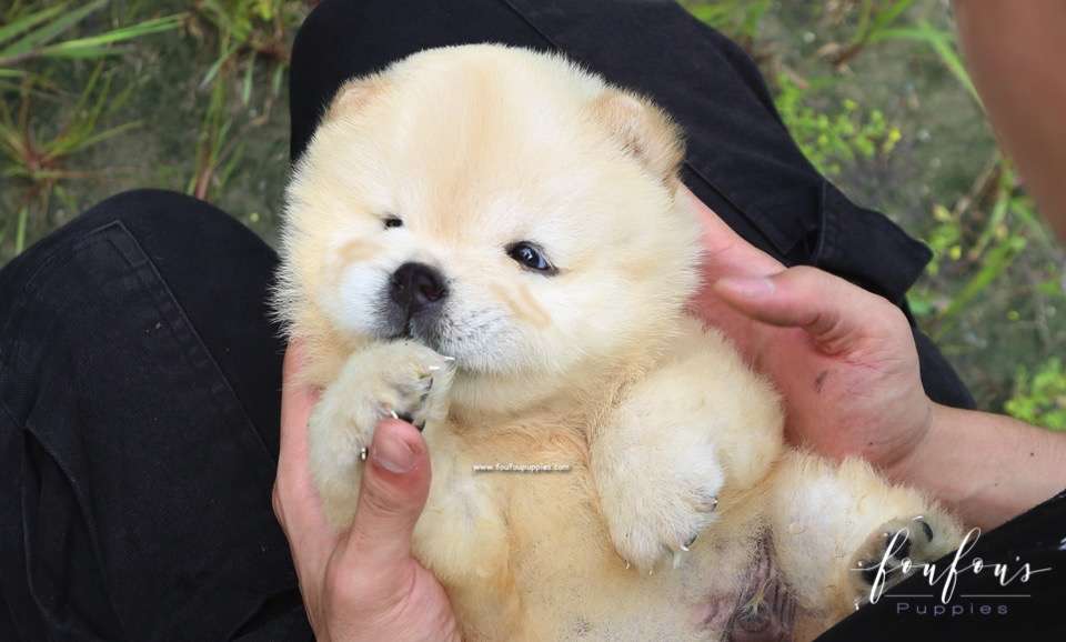 Bubba - Chow Chow M.