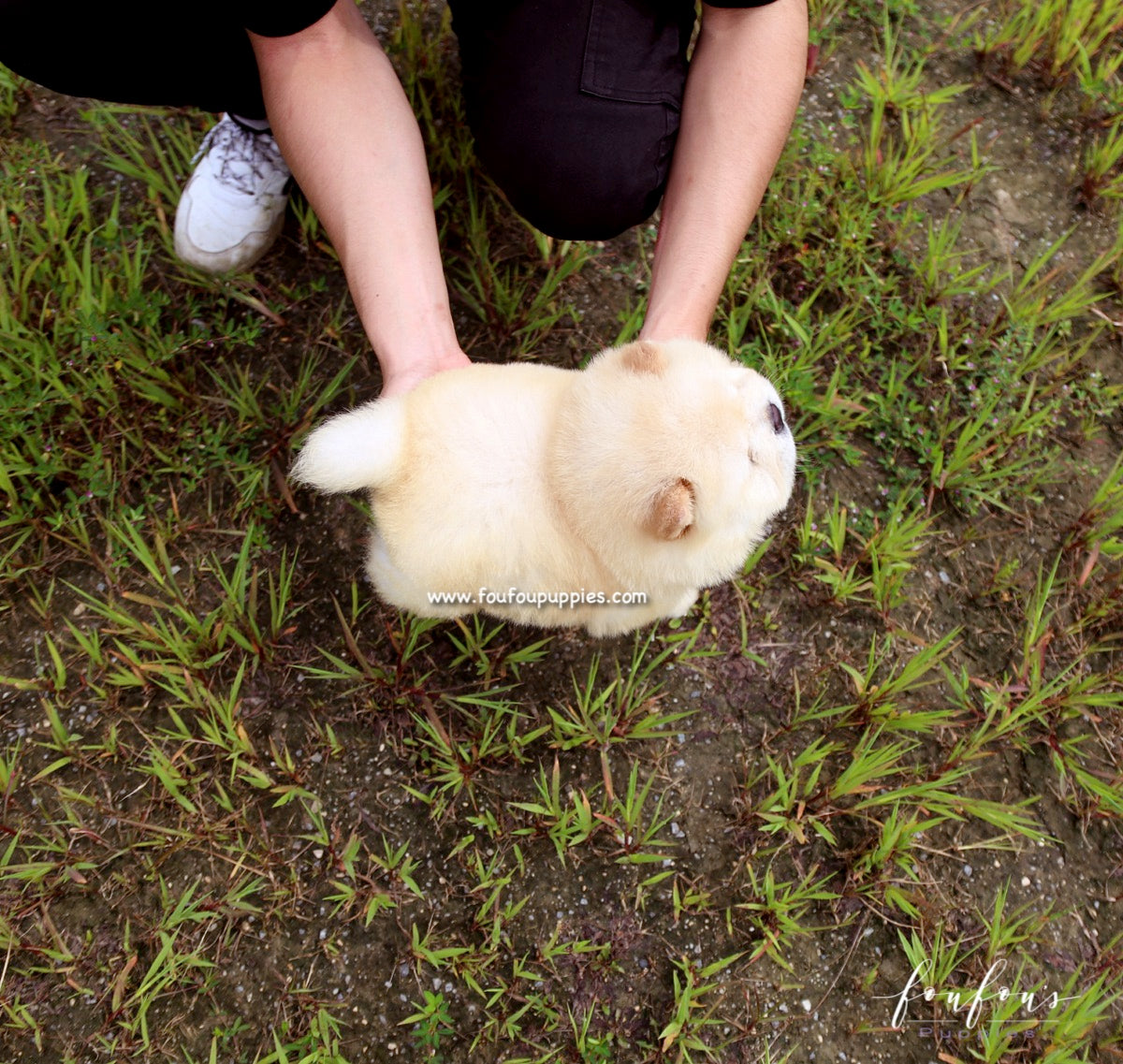 Bubba - Chow Chow M.