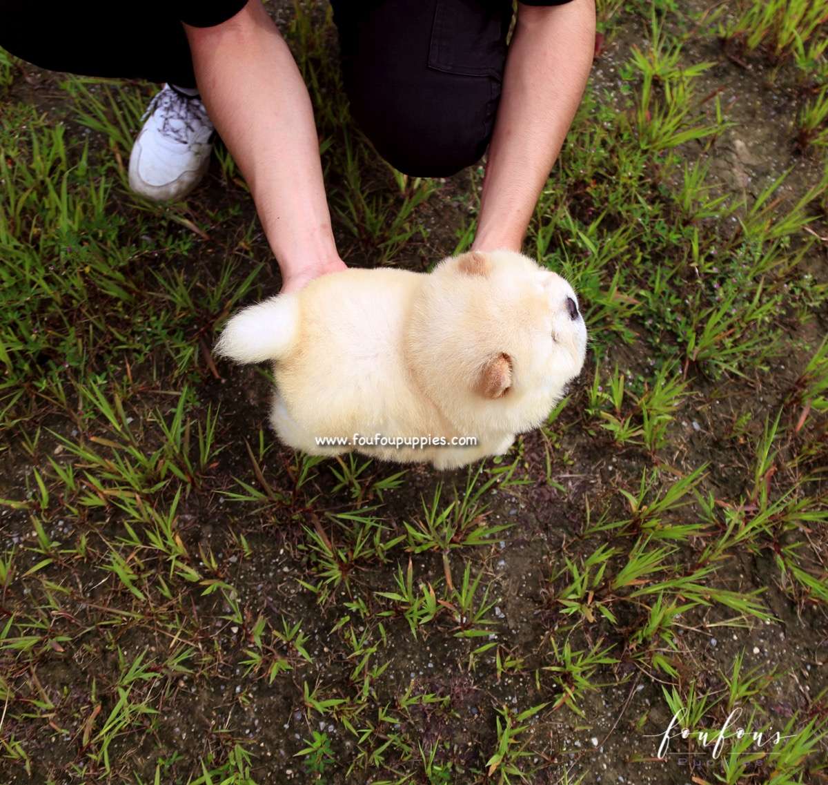 Bubba - Chow Chow M.