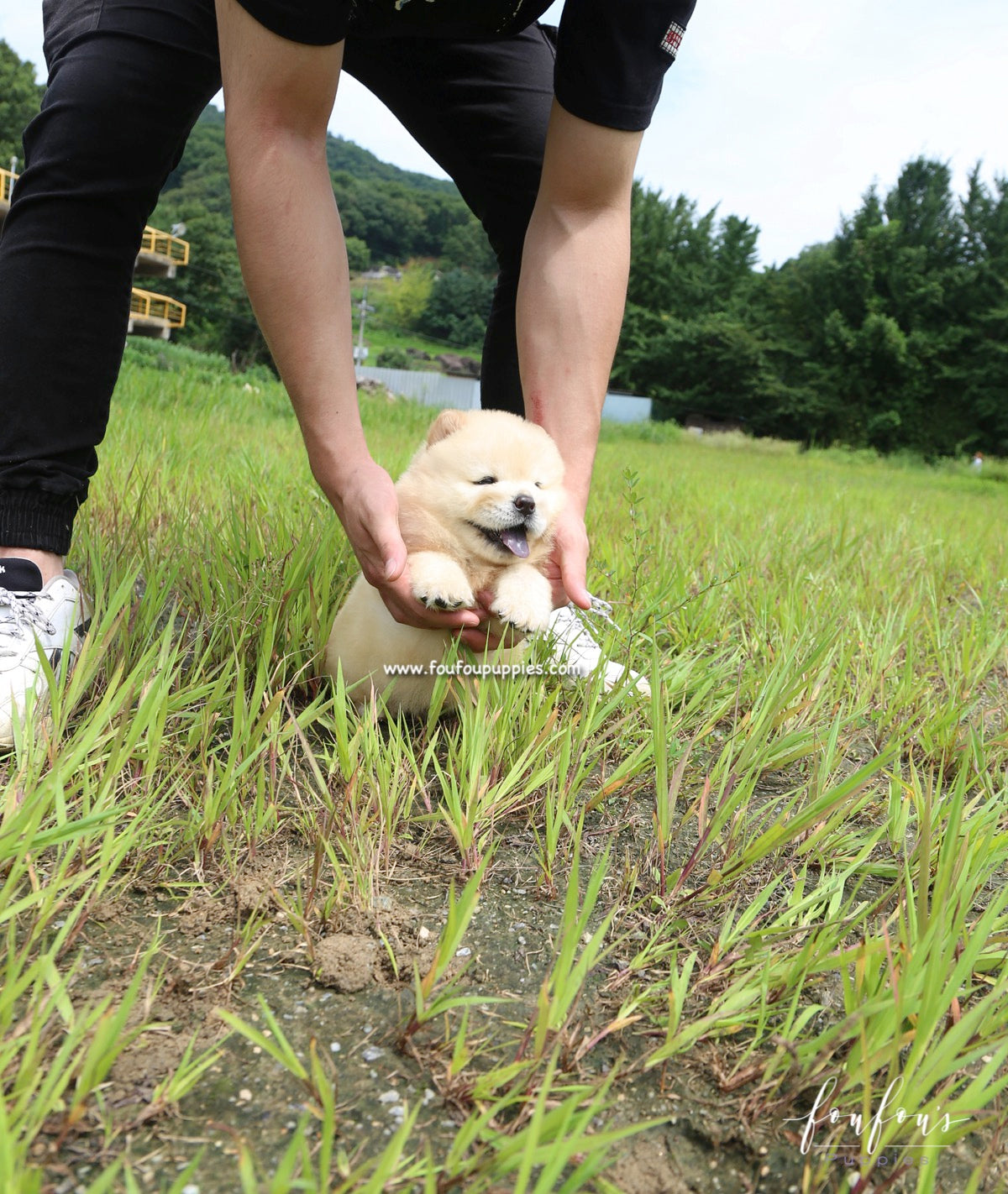 Bubba - Chow Chow M.