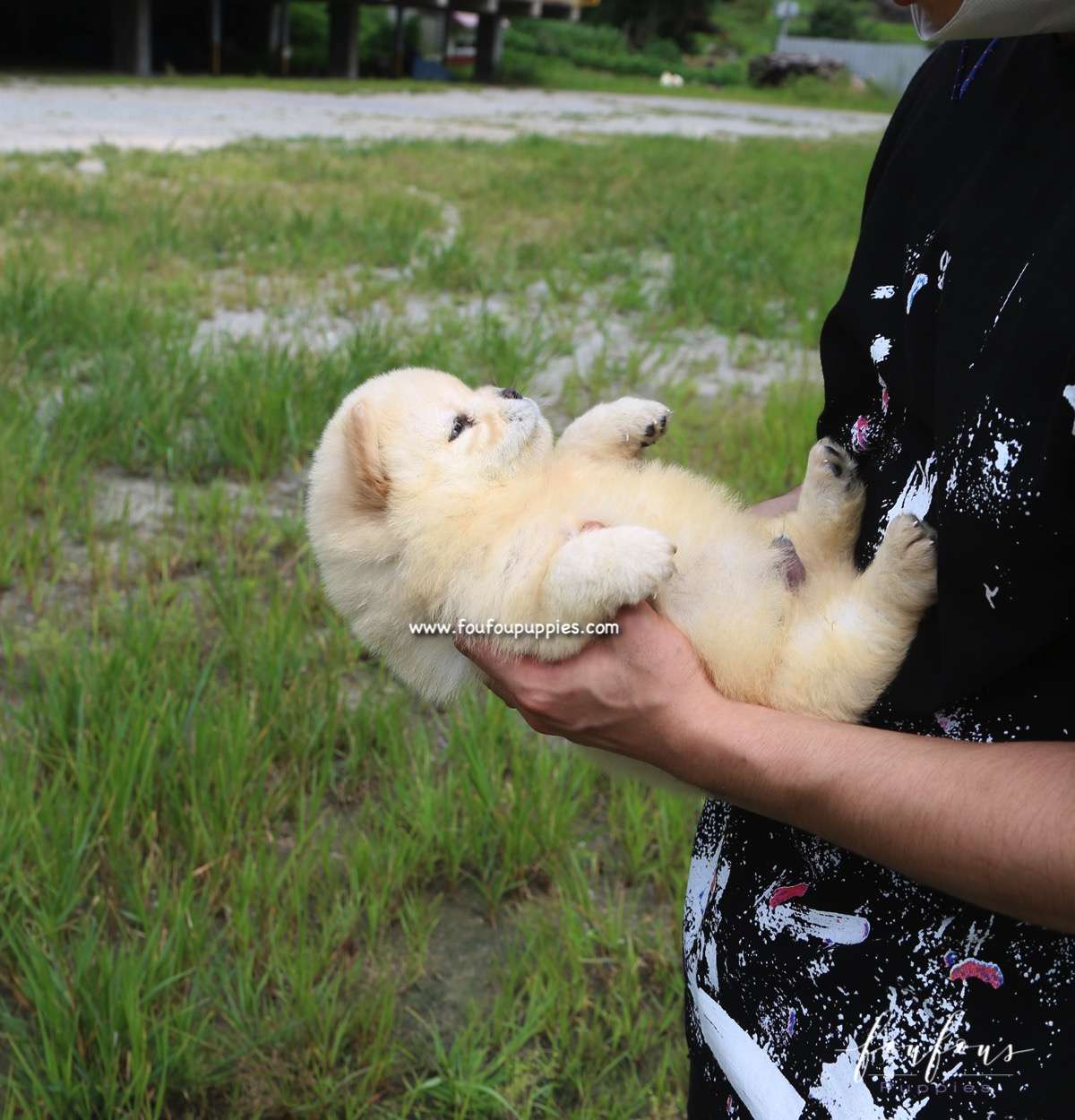 Bubba - Chow Chow M.