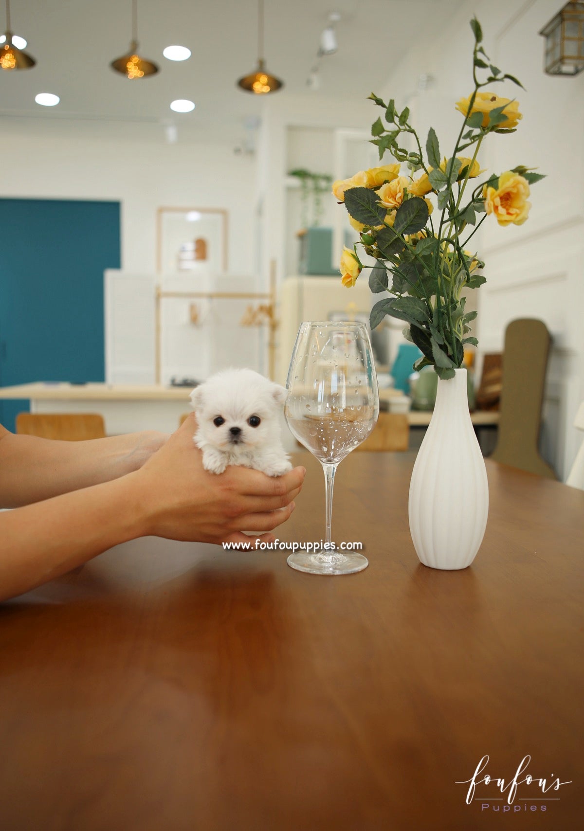 Si-Belle - Maltese F.