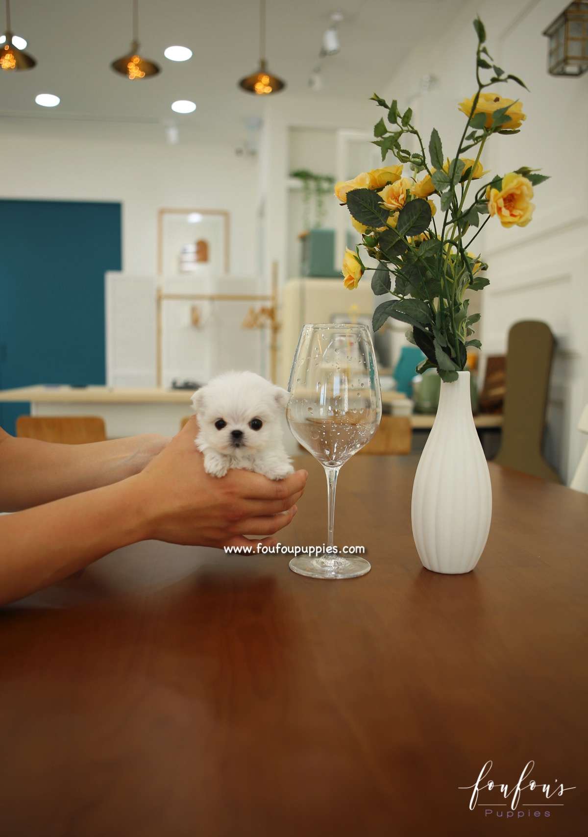 Si-Belle - Maltese F.