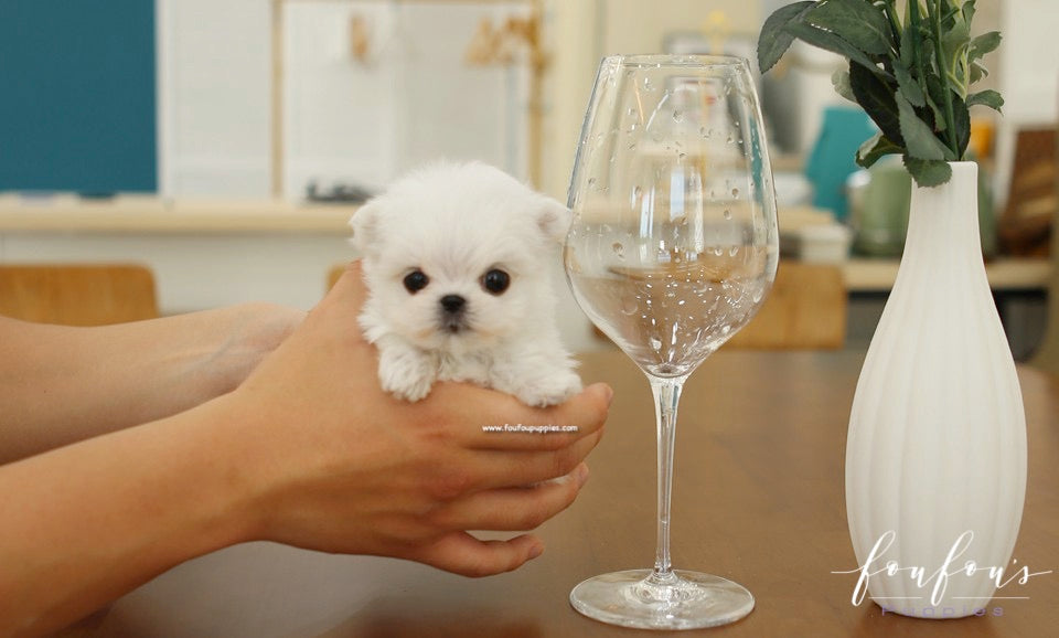 Si-Belle - Maltese F.