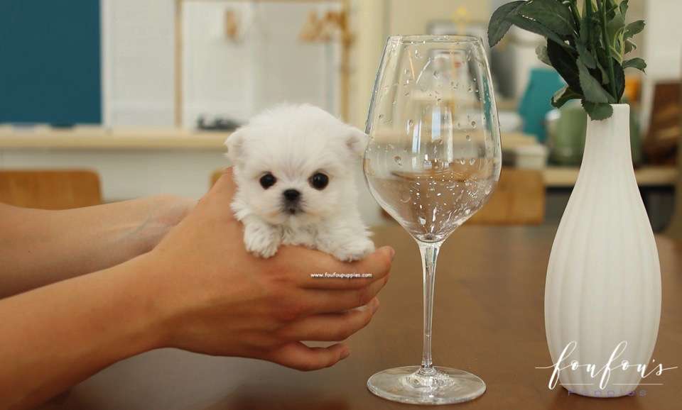 Si-Belle - Maltese F.