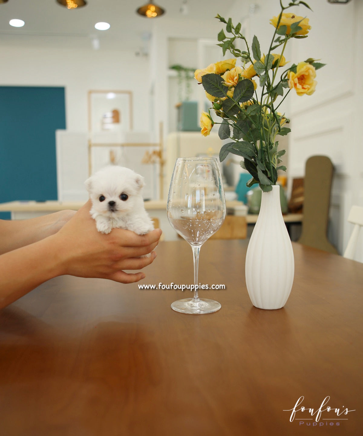 Si-Belle - Maltese F.