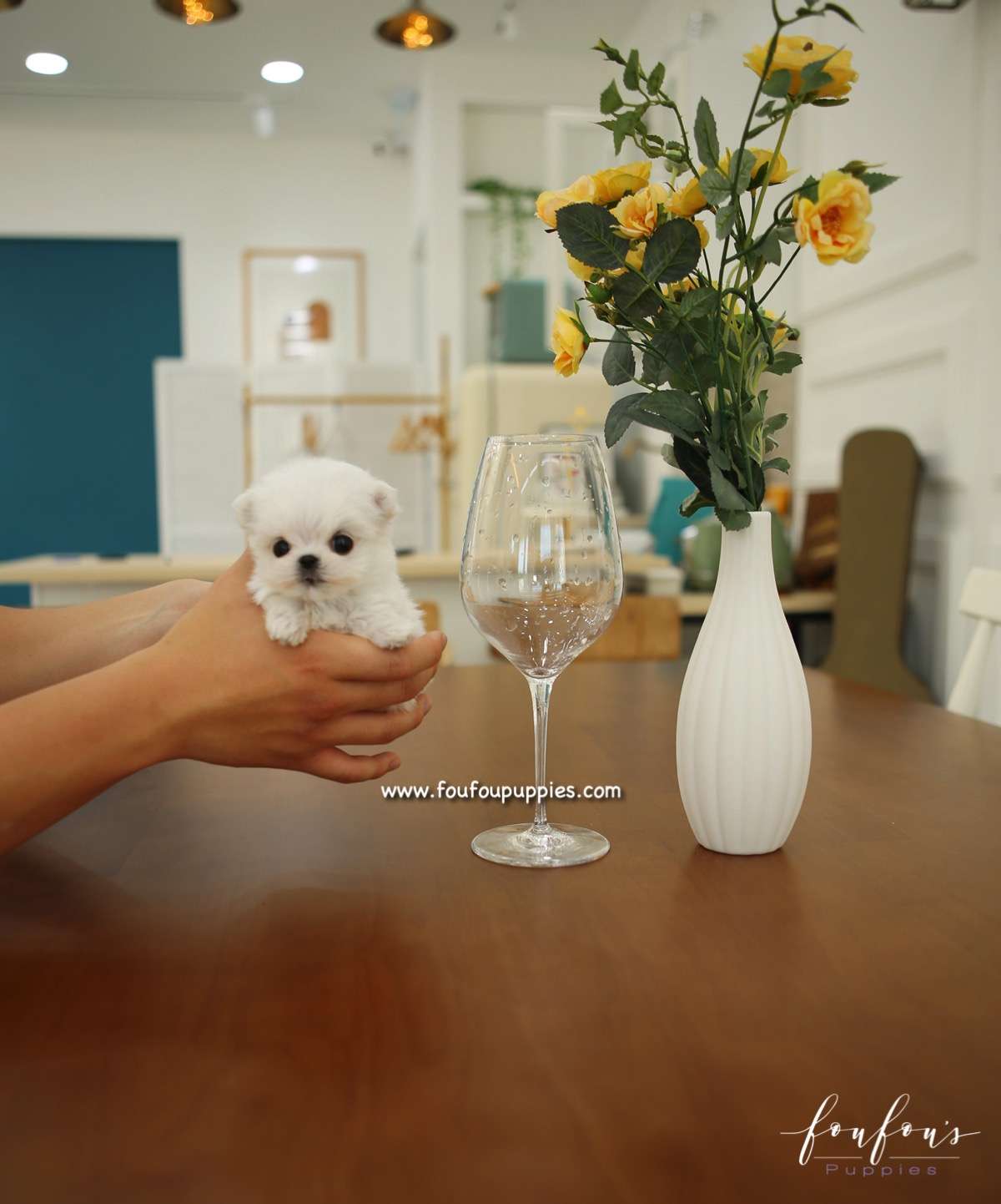 Si-Belle - Maltese F.