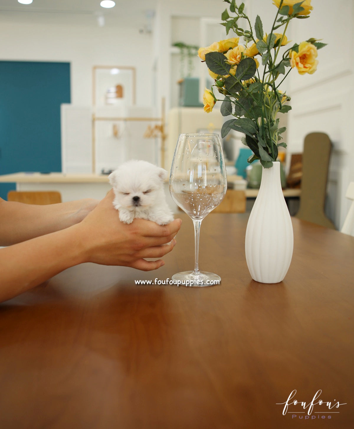 Si-Belle - Maltese F.