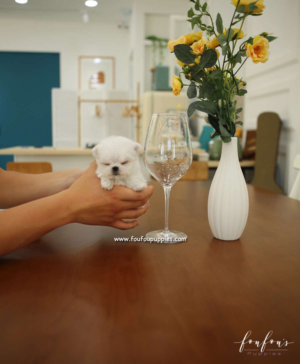 Si-Belle - Maltese F.