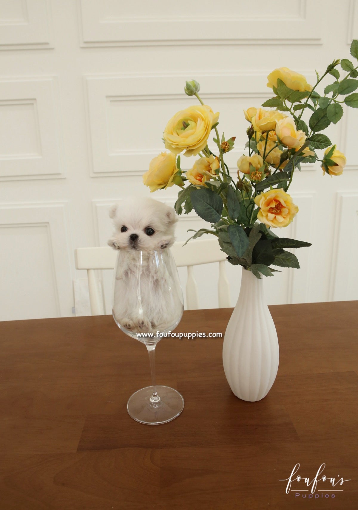Si-Belle - Maltese F.