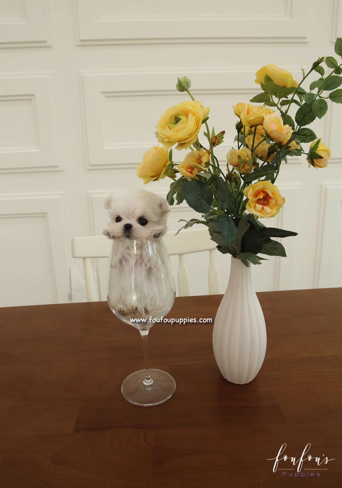 Si-Belle - Maltese F.