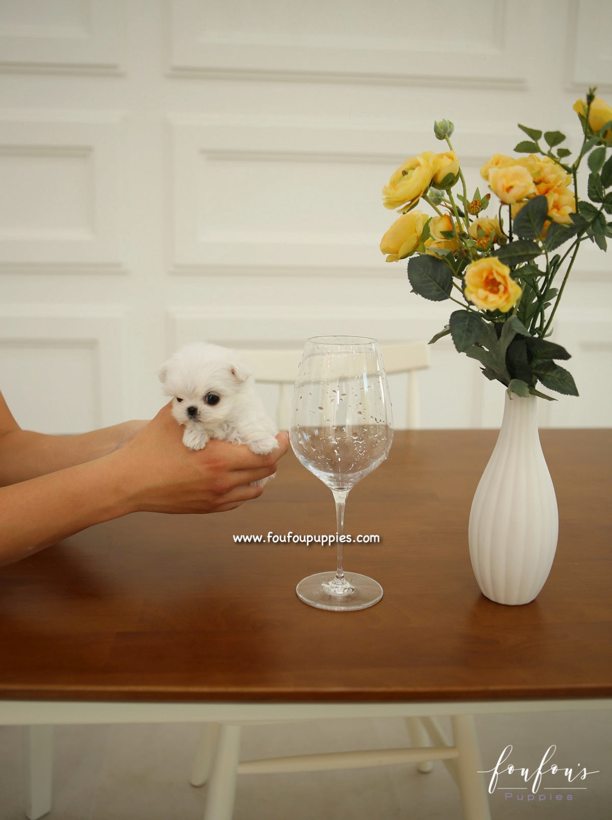 Si-Belle - Maltese F.