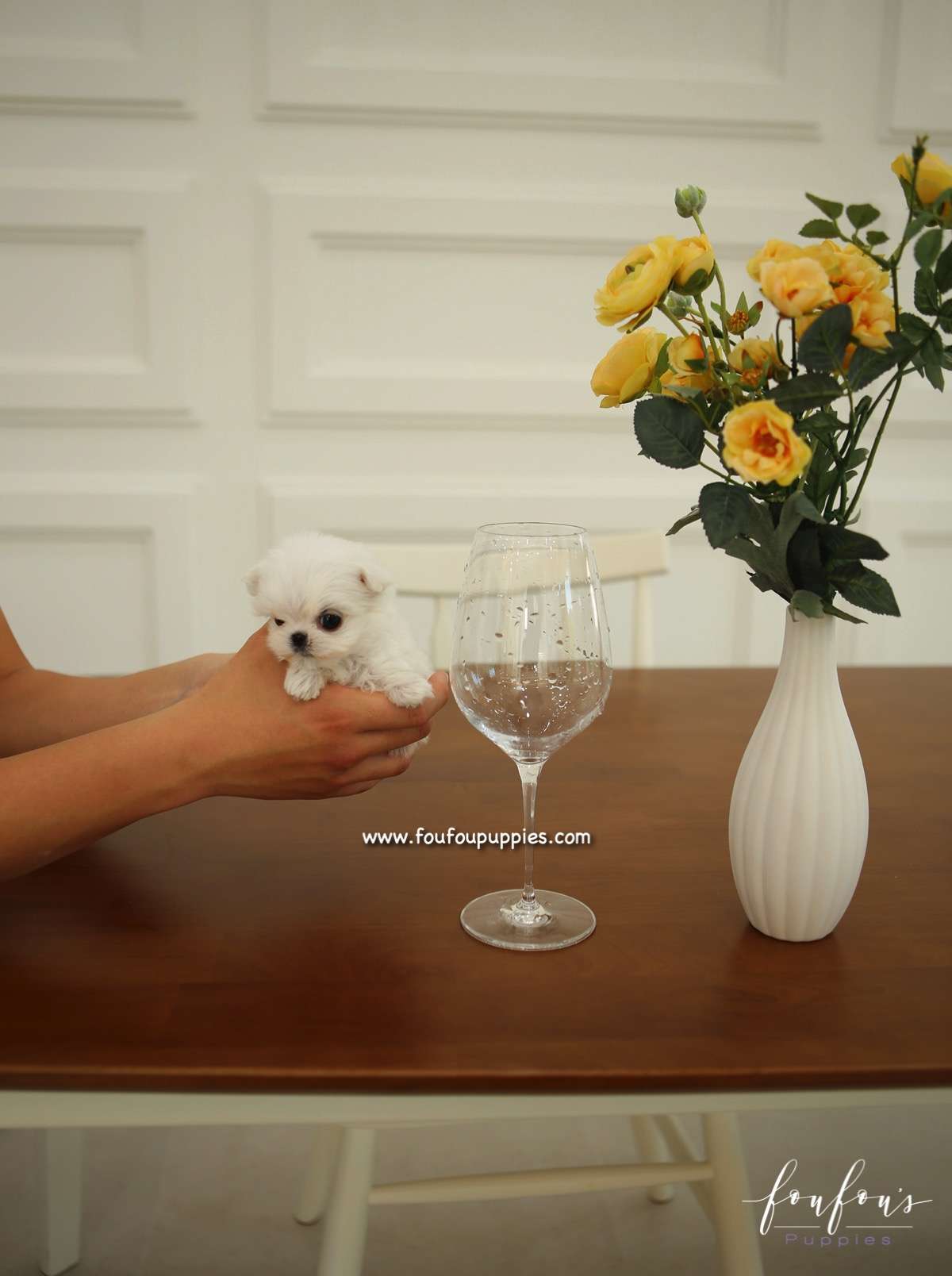 Si-Belle - Maltese F.