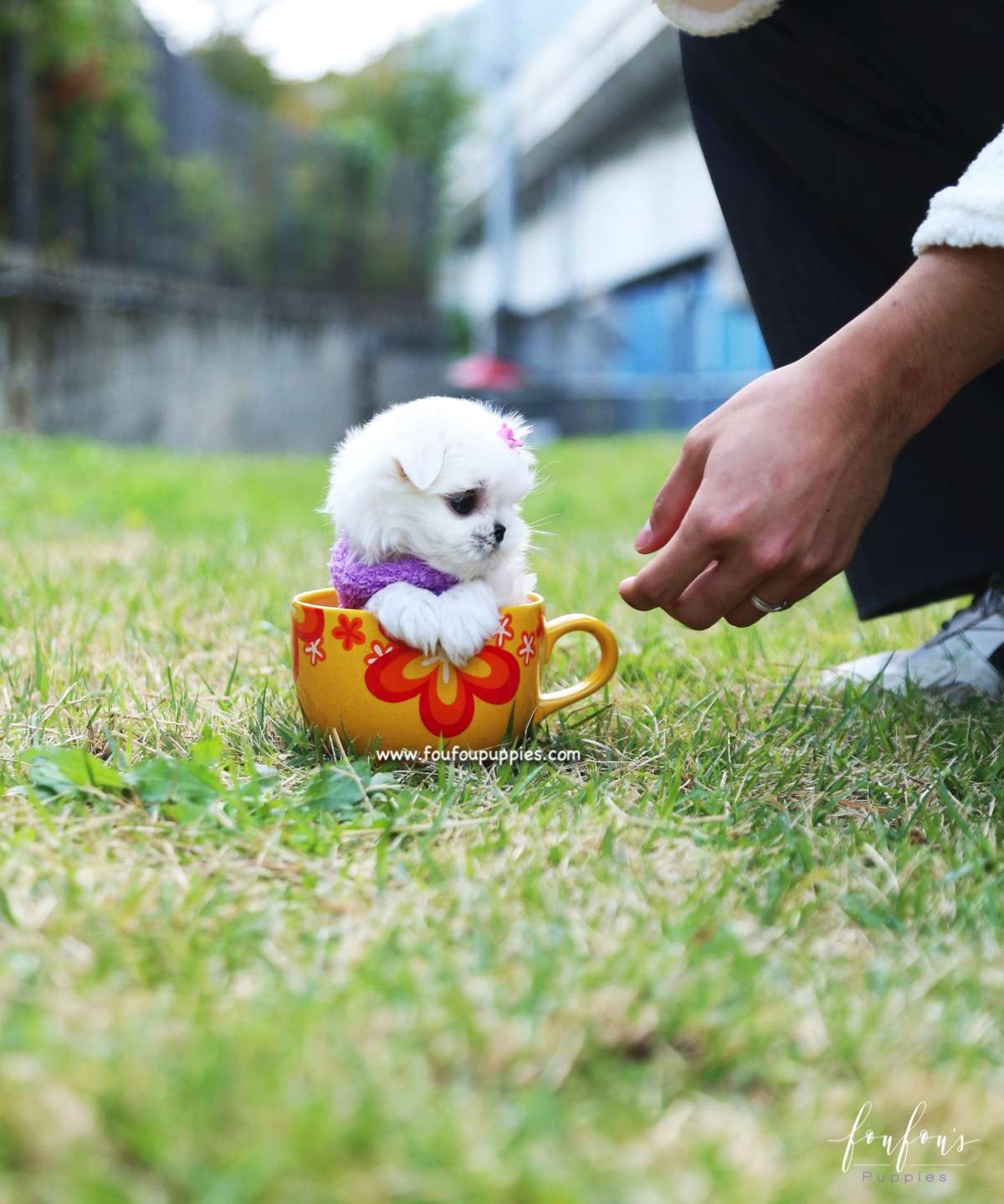 Miele - Maltese F.