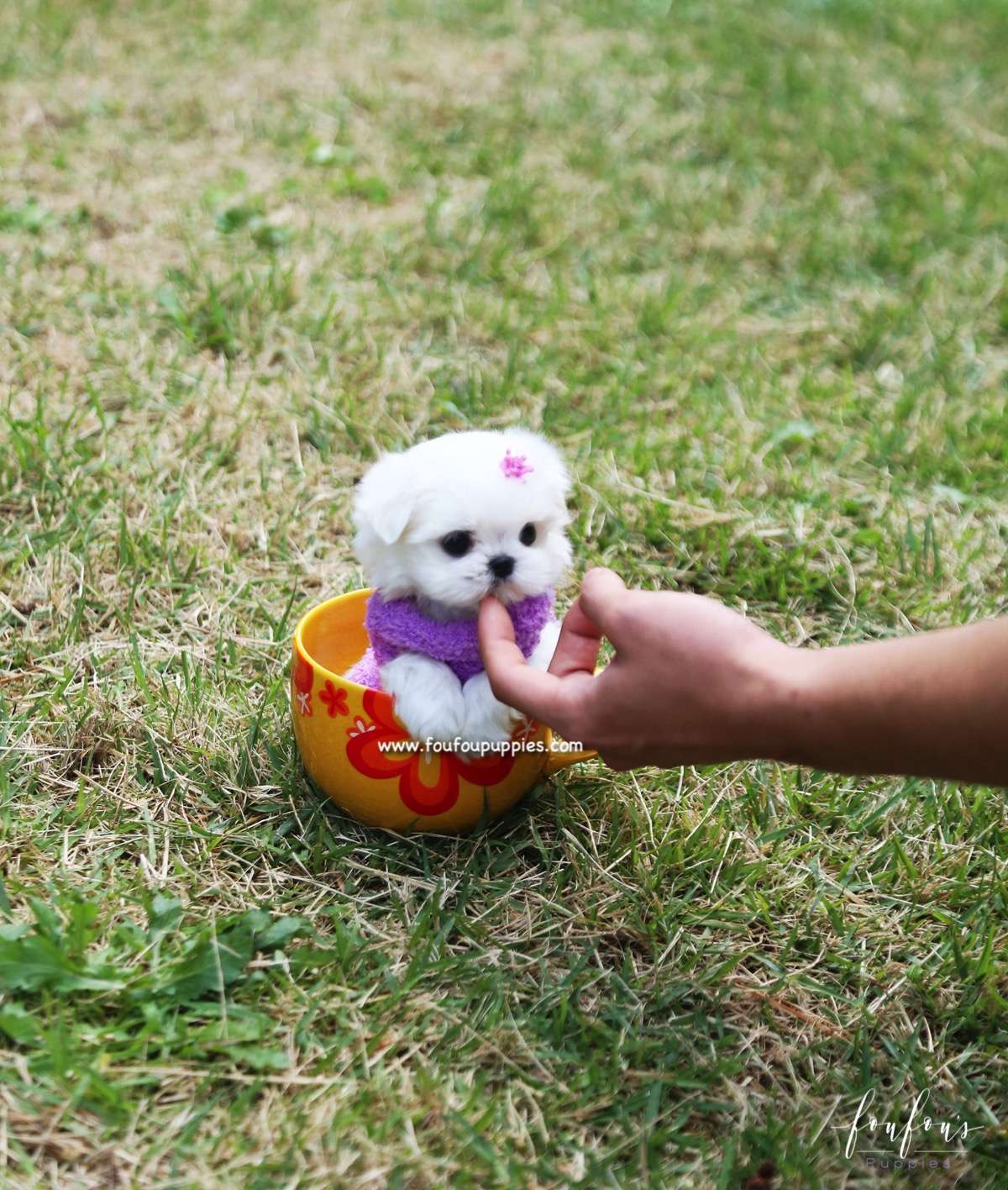 Miele - Maltese F.