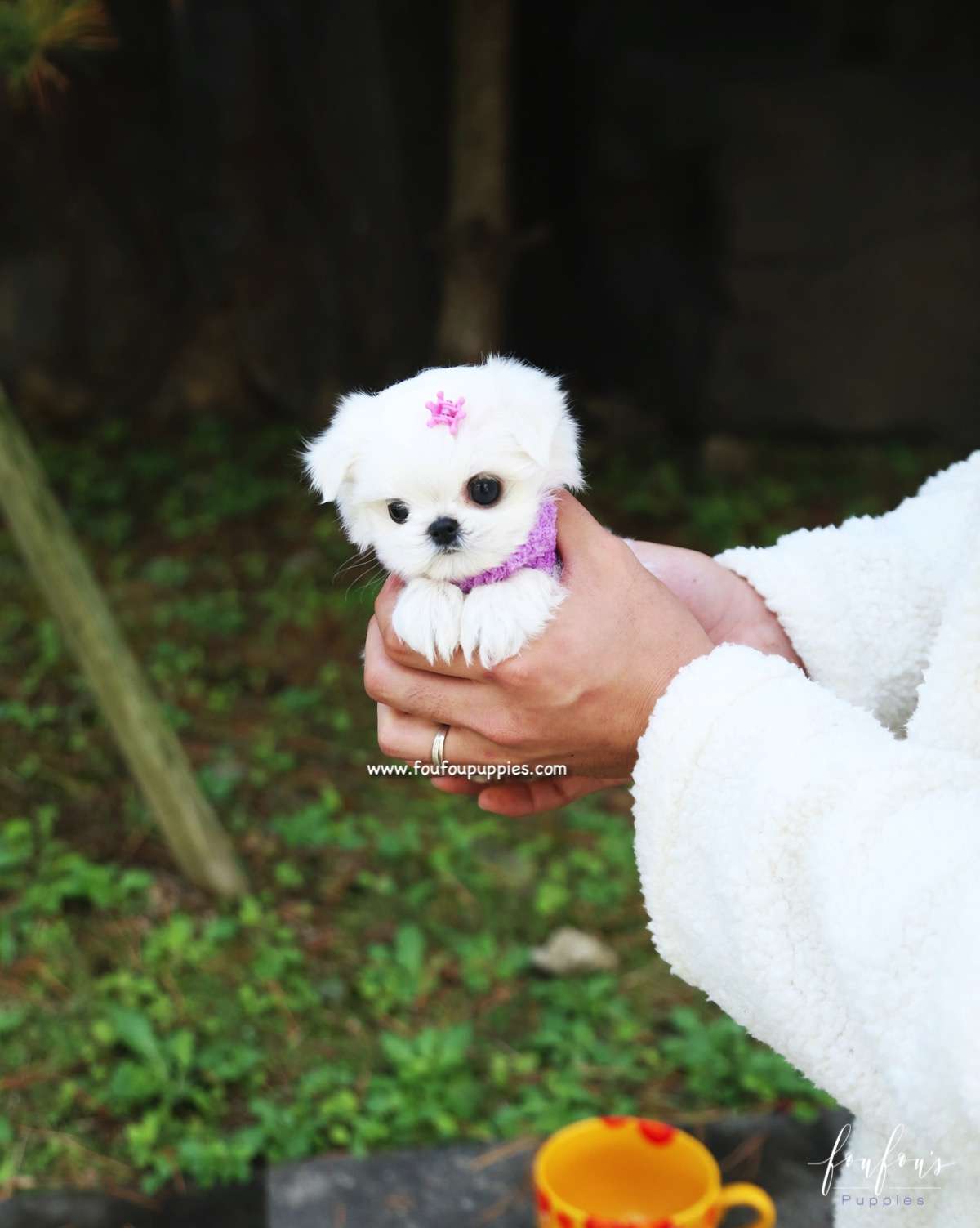 Miele - Maltese F.