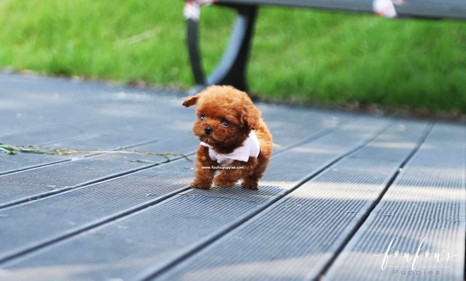 Cipher - Poodle M.