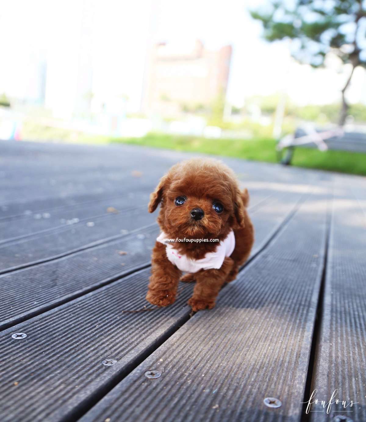 Cipher - Poodle M.