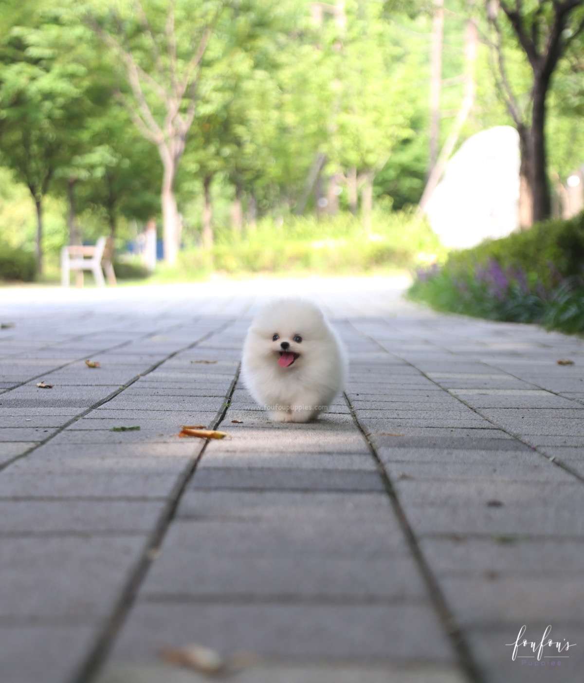 Claire - Pomeranian F.