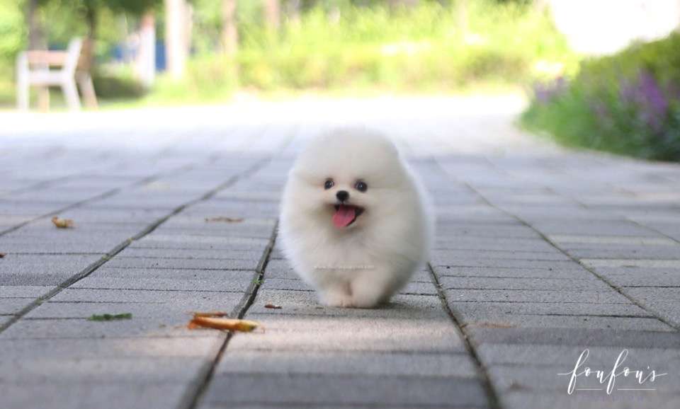 Claire - Pomeranian F.
