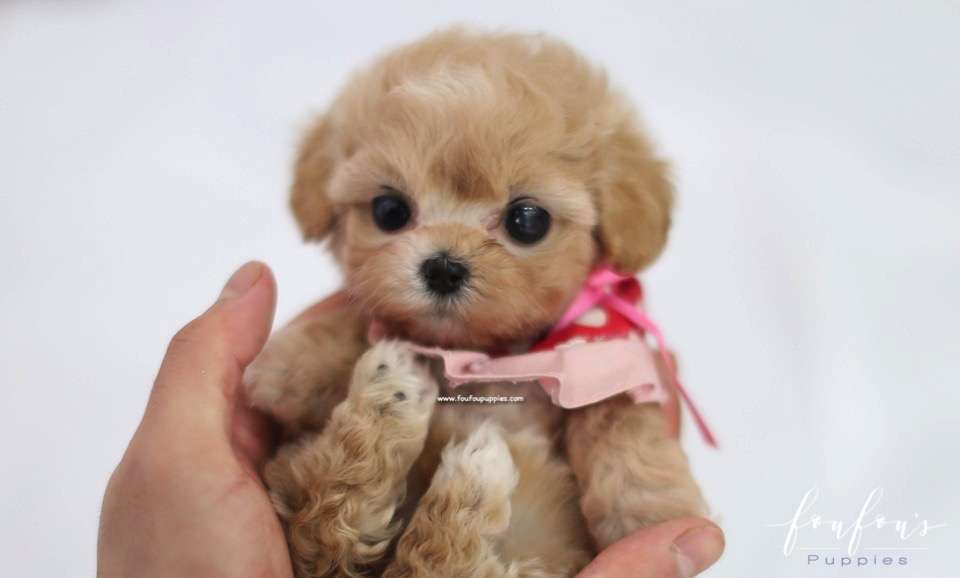Leia - Maltipoo F.