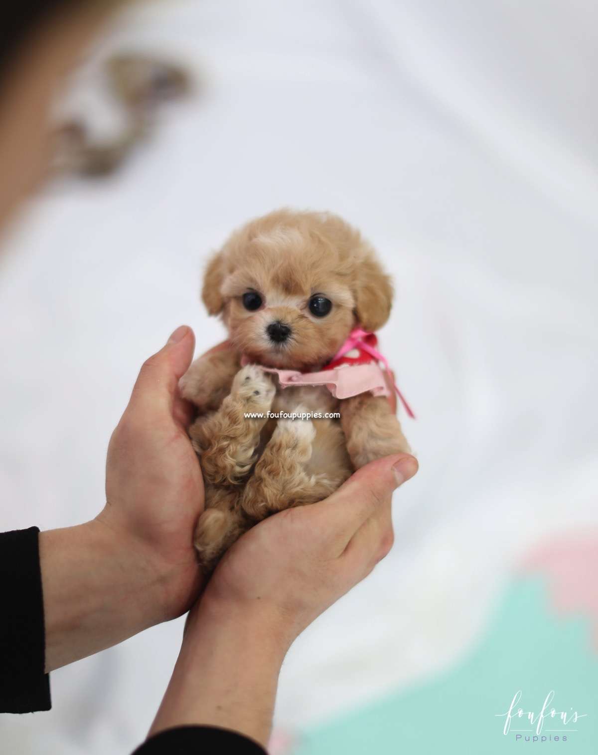 Leia - Maltipoo F.
