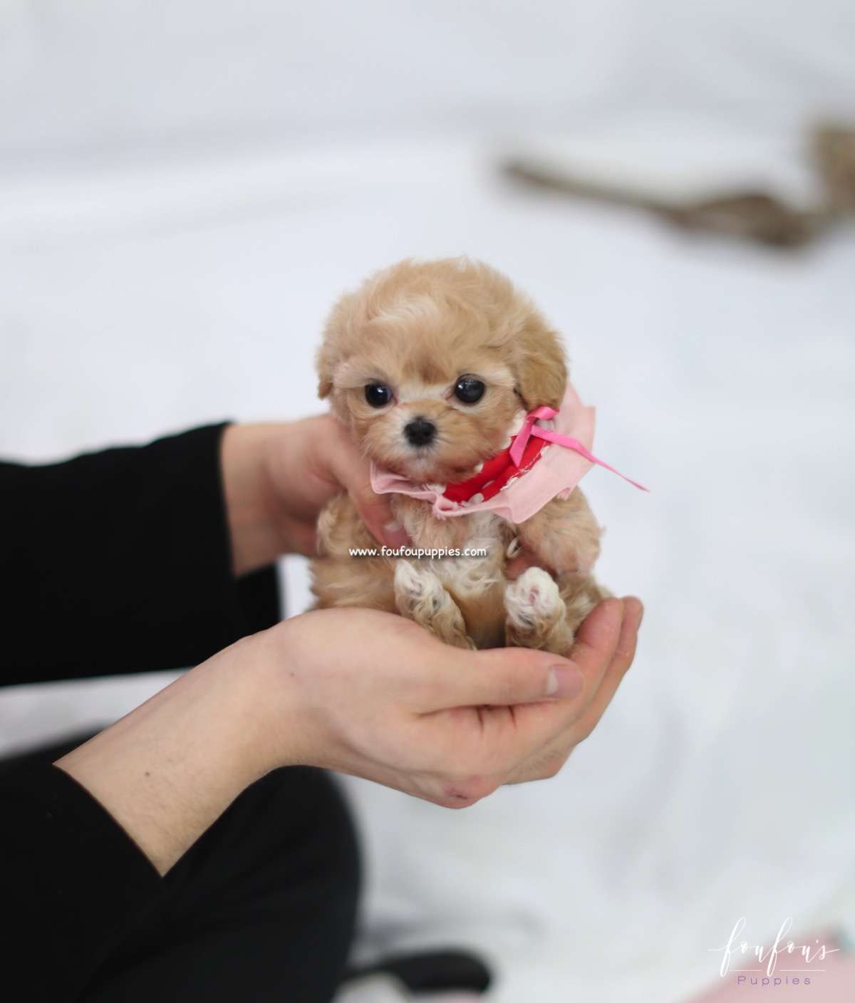 Leia - Maltipoo F.