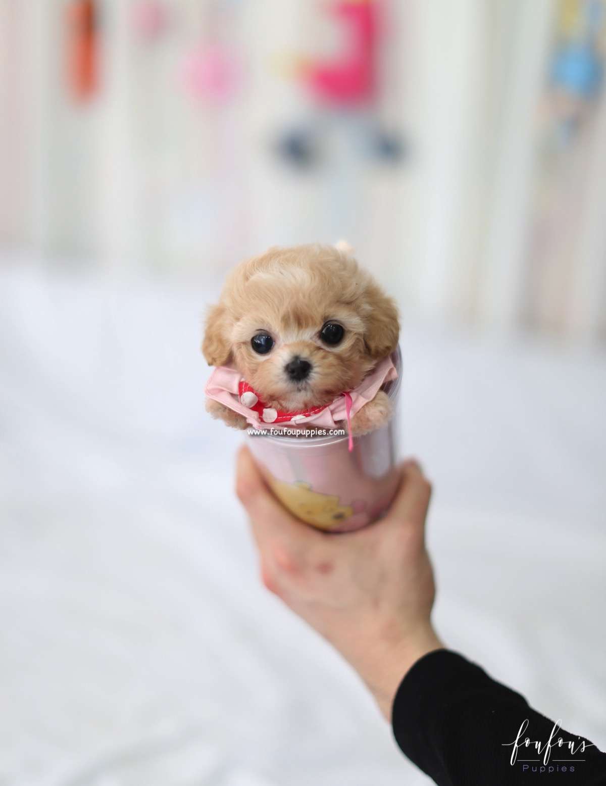 Leia - Maltipoo F.