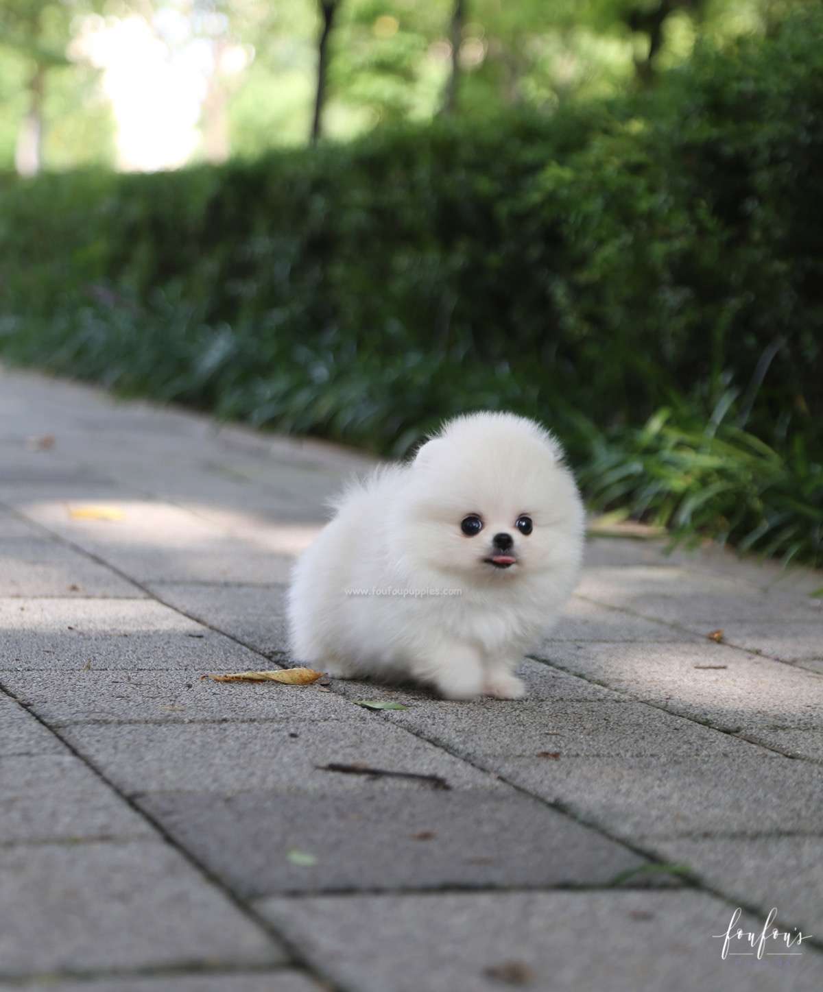 Claire - Pomeranian F.