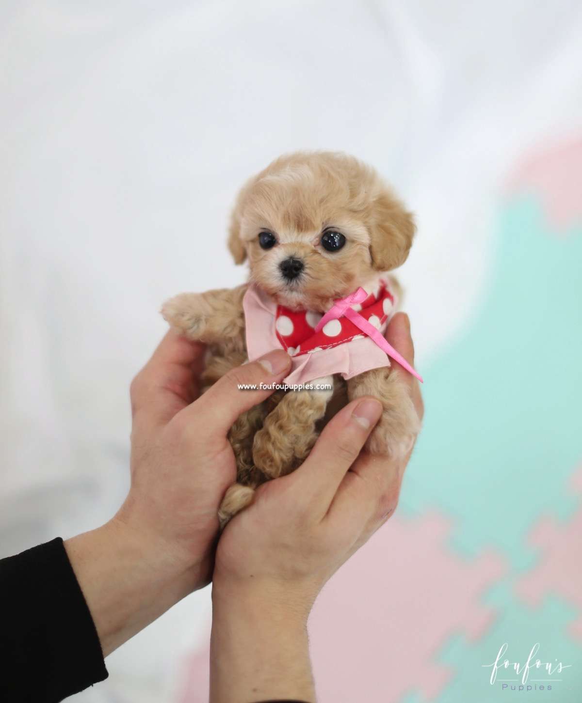 Leia - Maltipoo F.