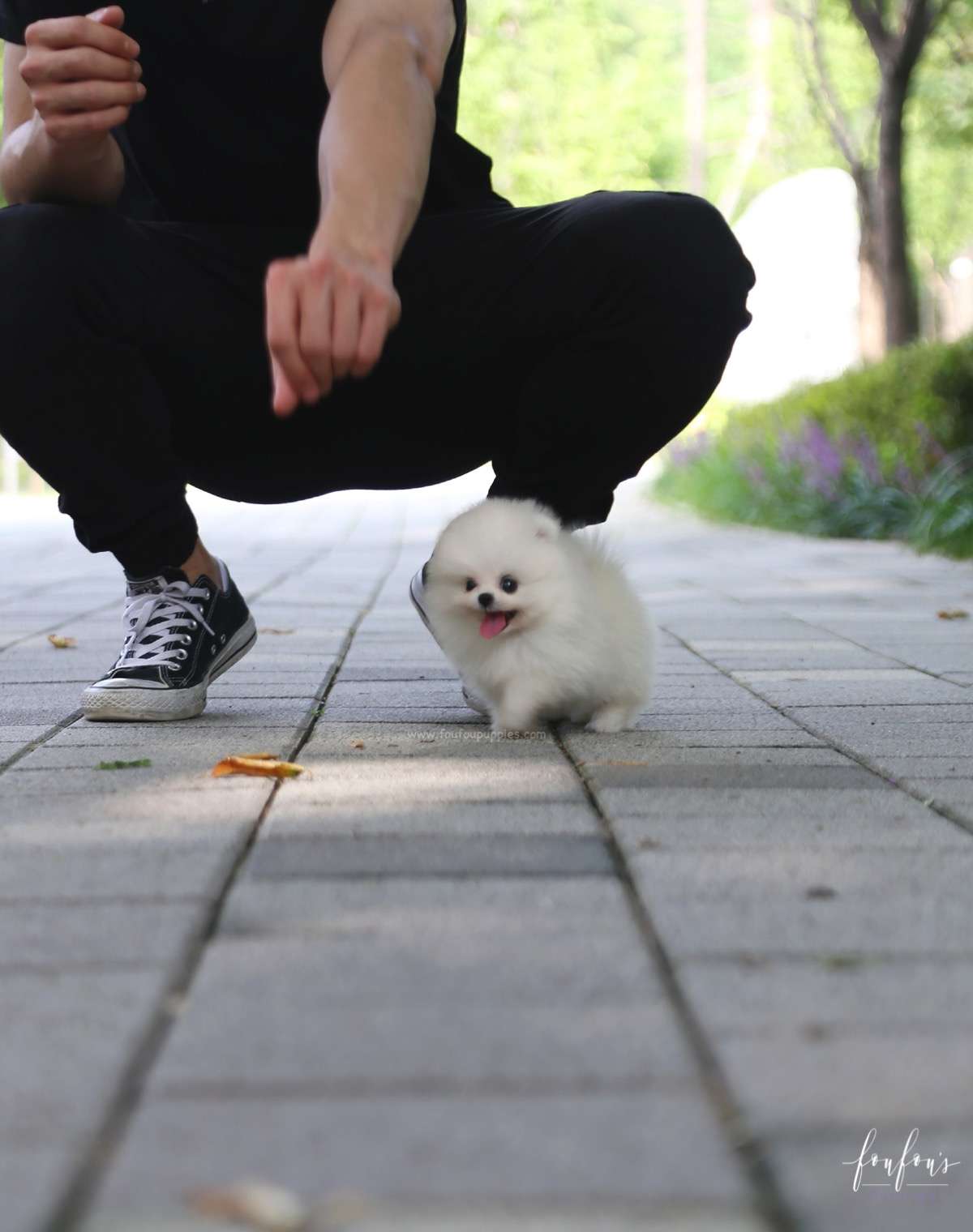 Claire - Pomeranian F.