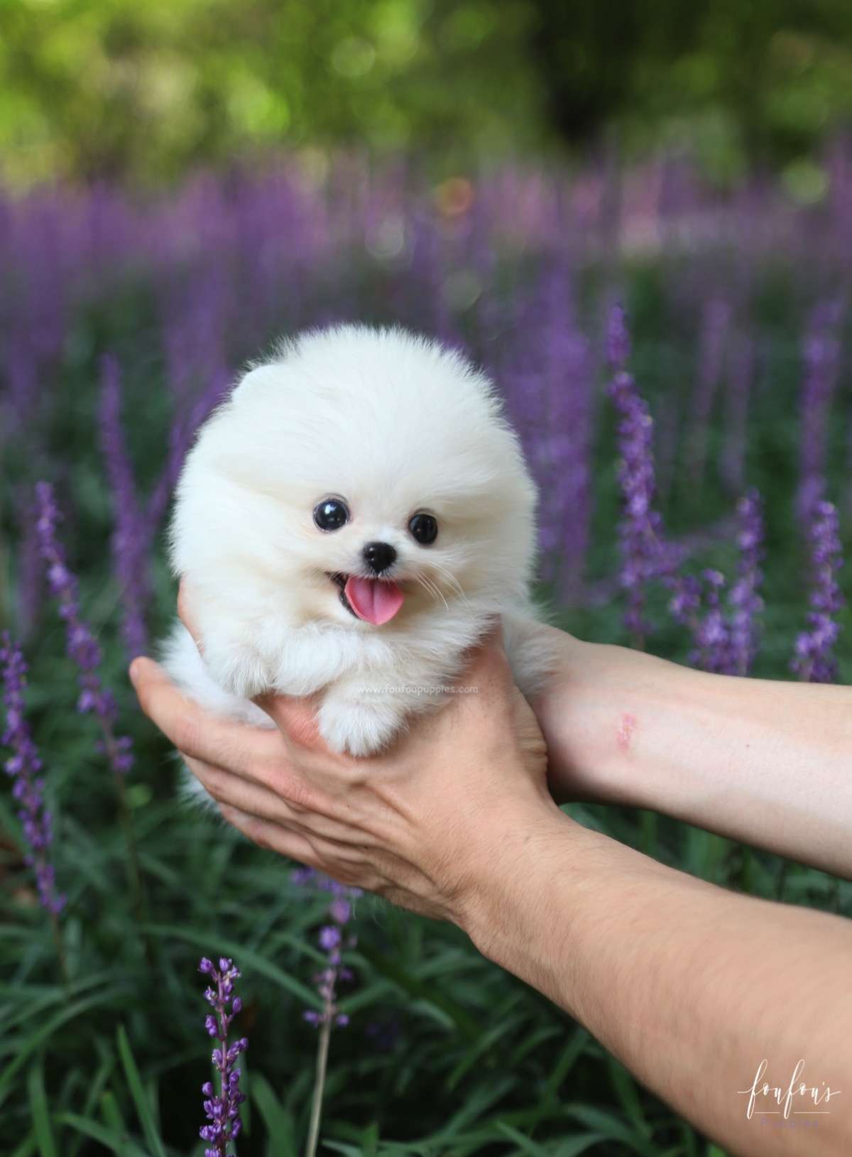 Claire - Pomeranian F.