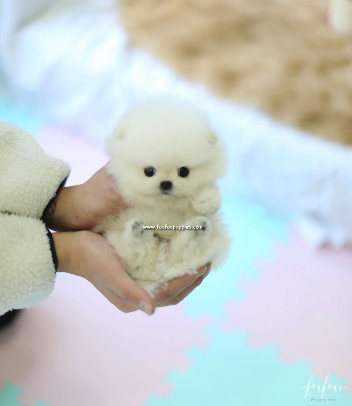 Canoli - Pomeranian M.