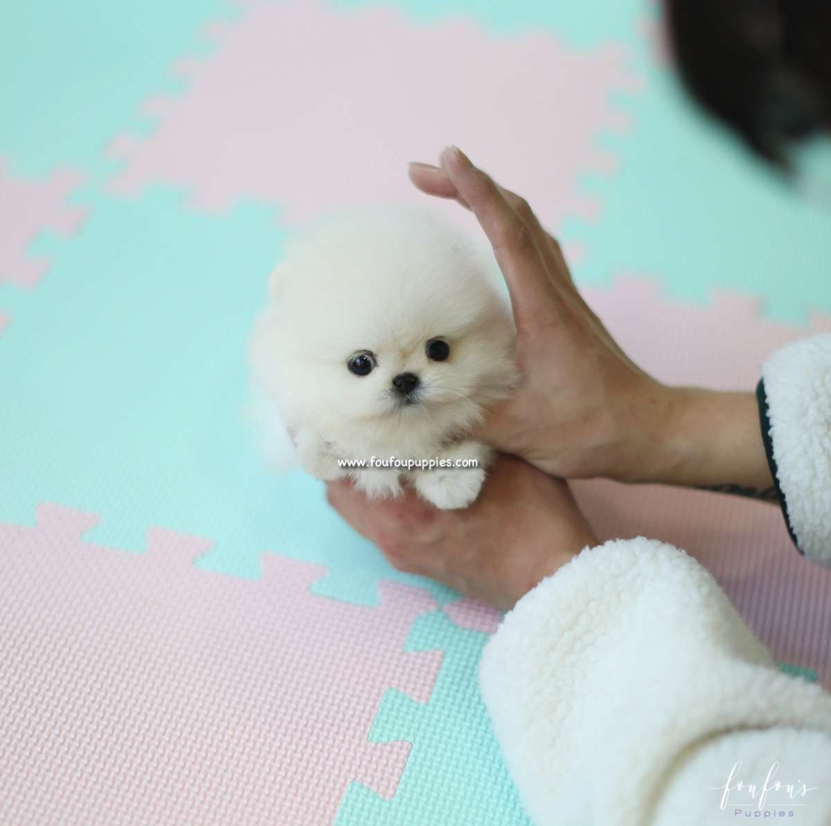 Canoli - Pomeranian M.