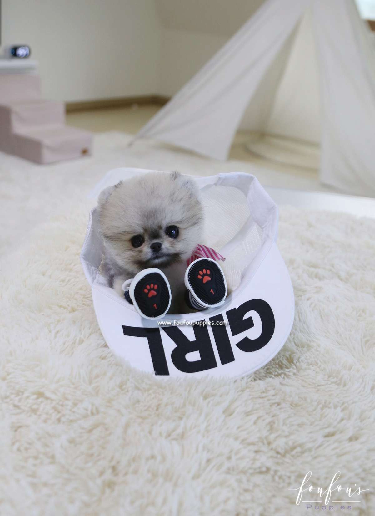 Cookie - Pomeranian F.