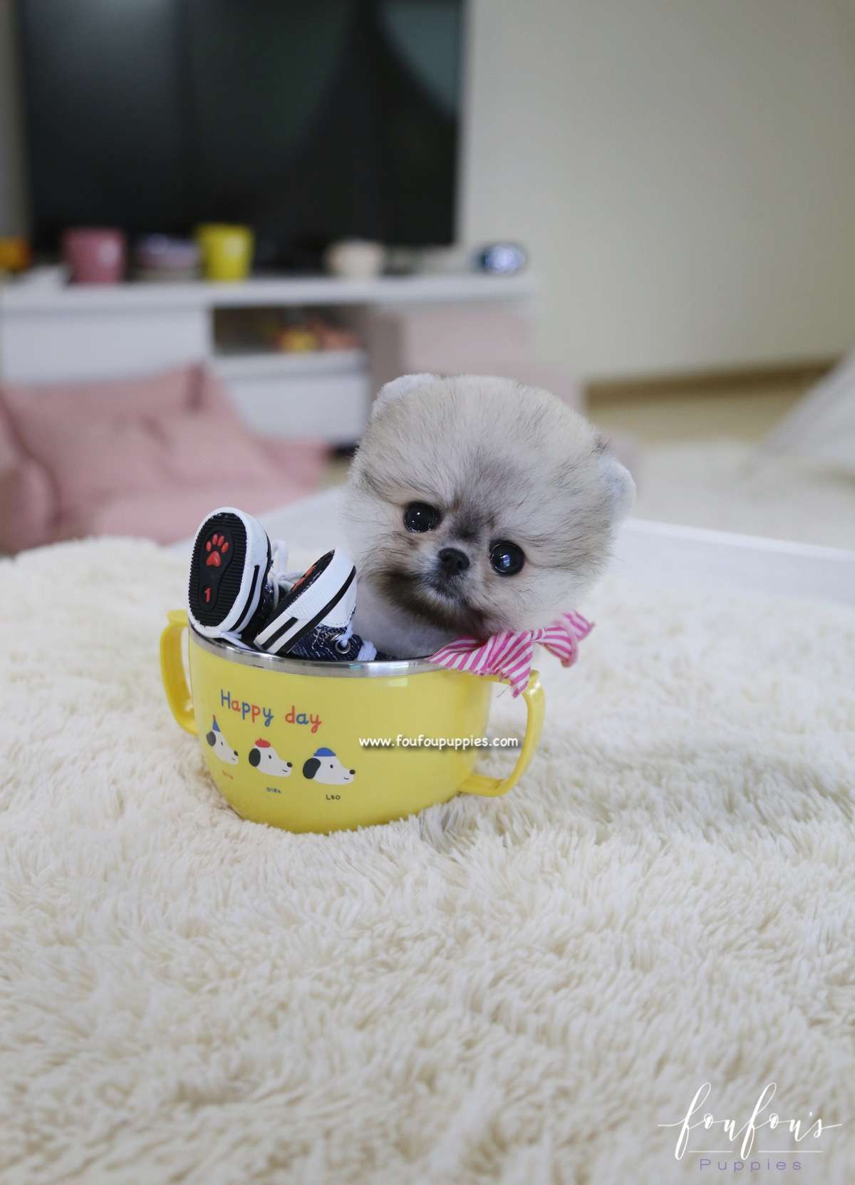 Cookie - Pomeranian F.