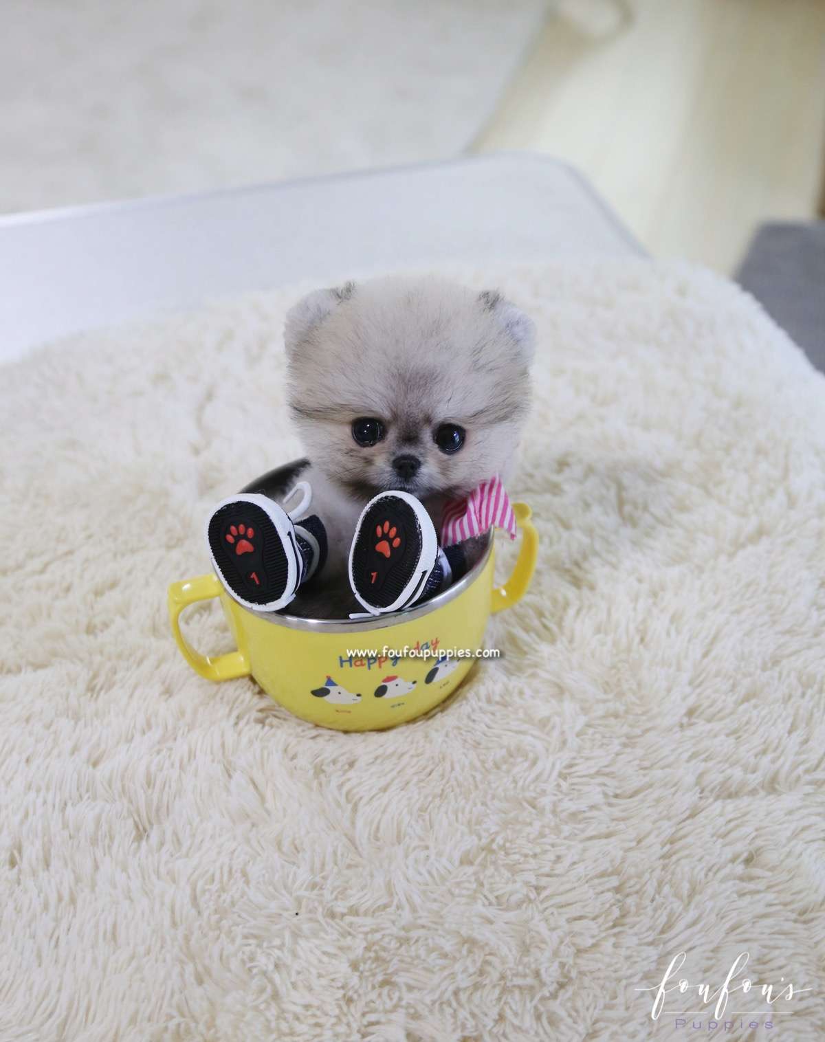 Cookie - Pomeranian F.