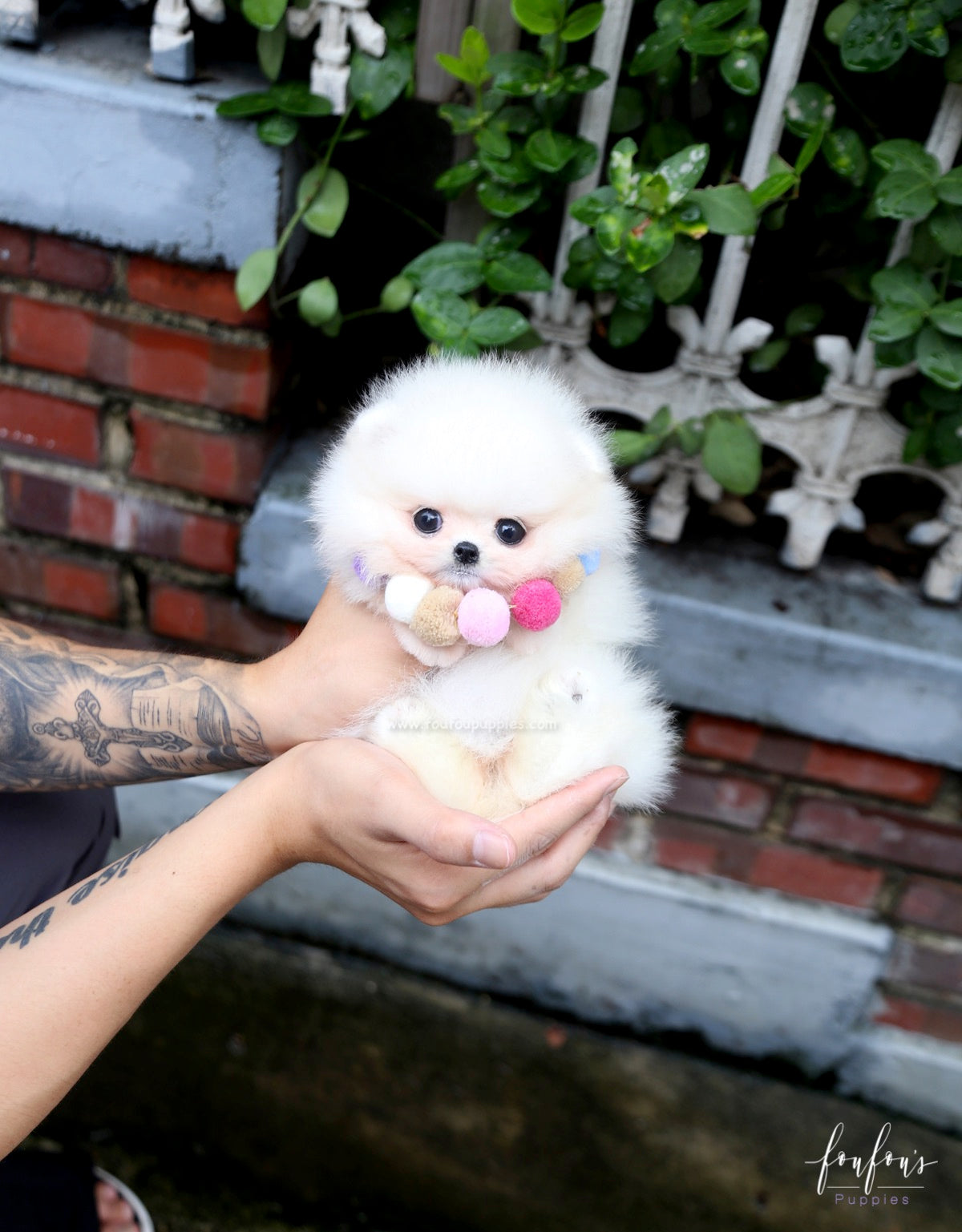 Cotton - Pomeranian F.