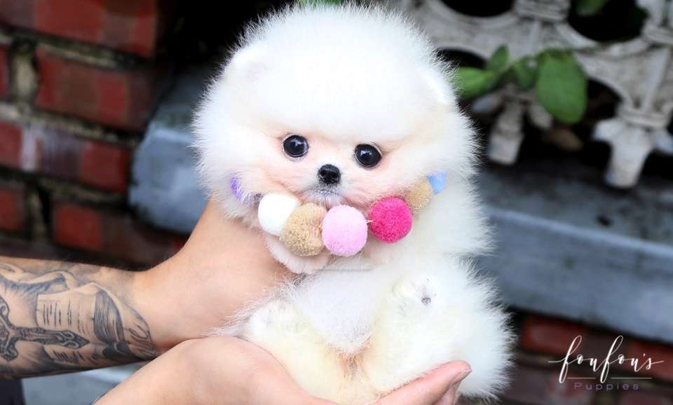 Cotton - Pomeranian F.