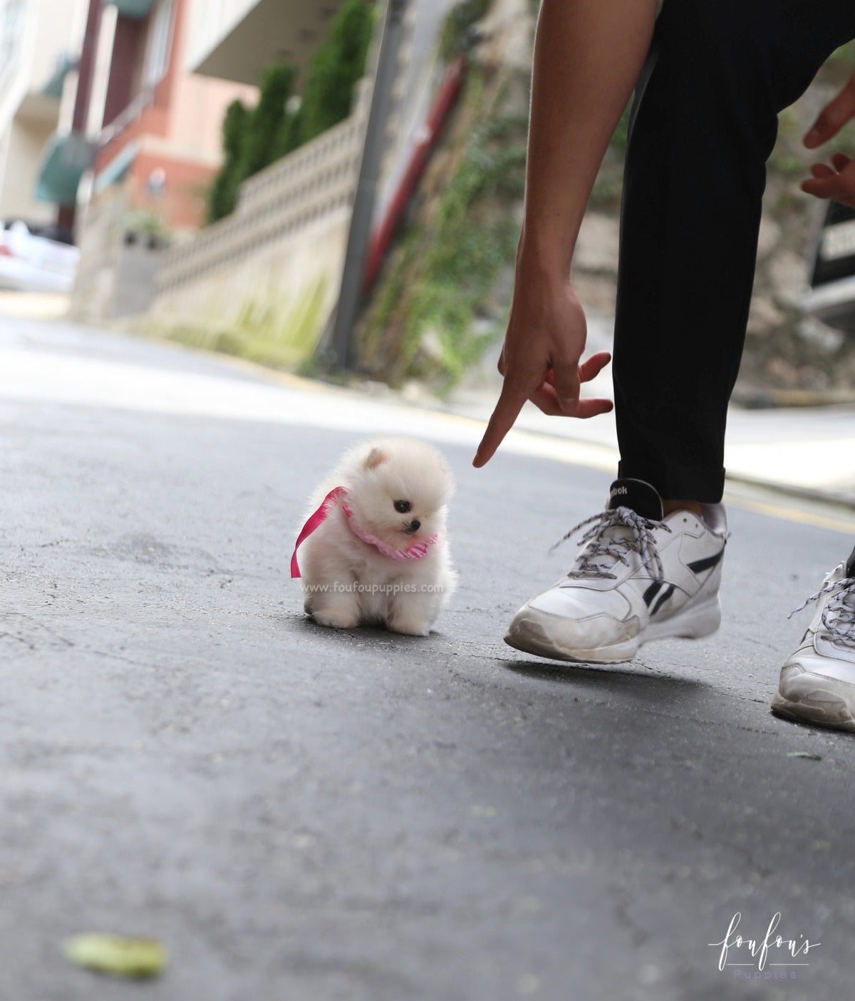 Cotton Candy - Pomeranian F.