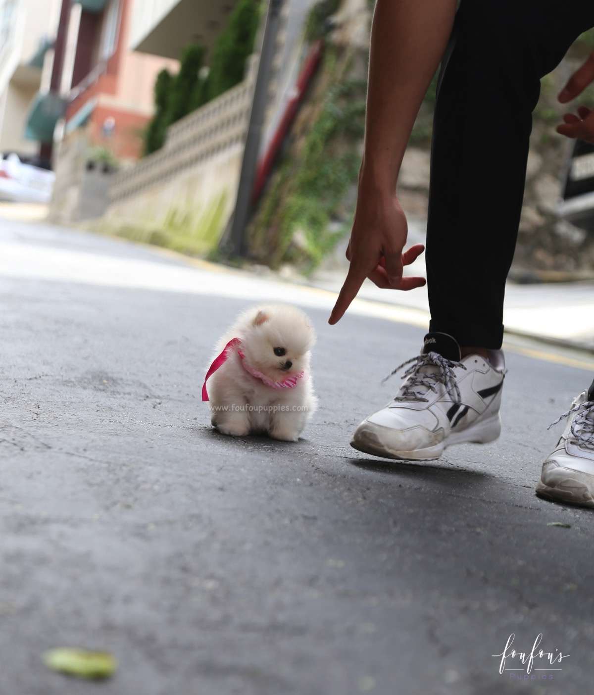 Cotton Candy - Pomeranian F.