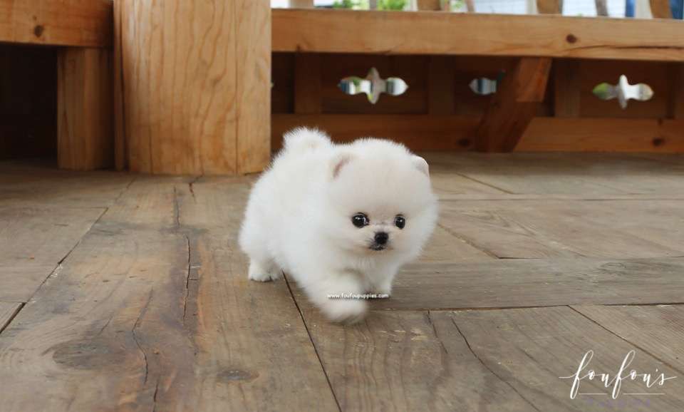 Cotton Candy - Pomeranian F.