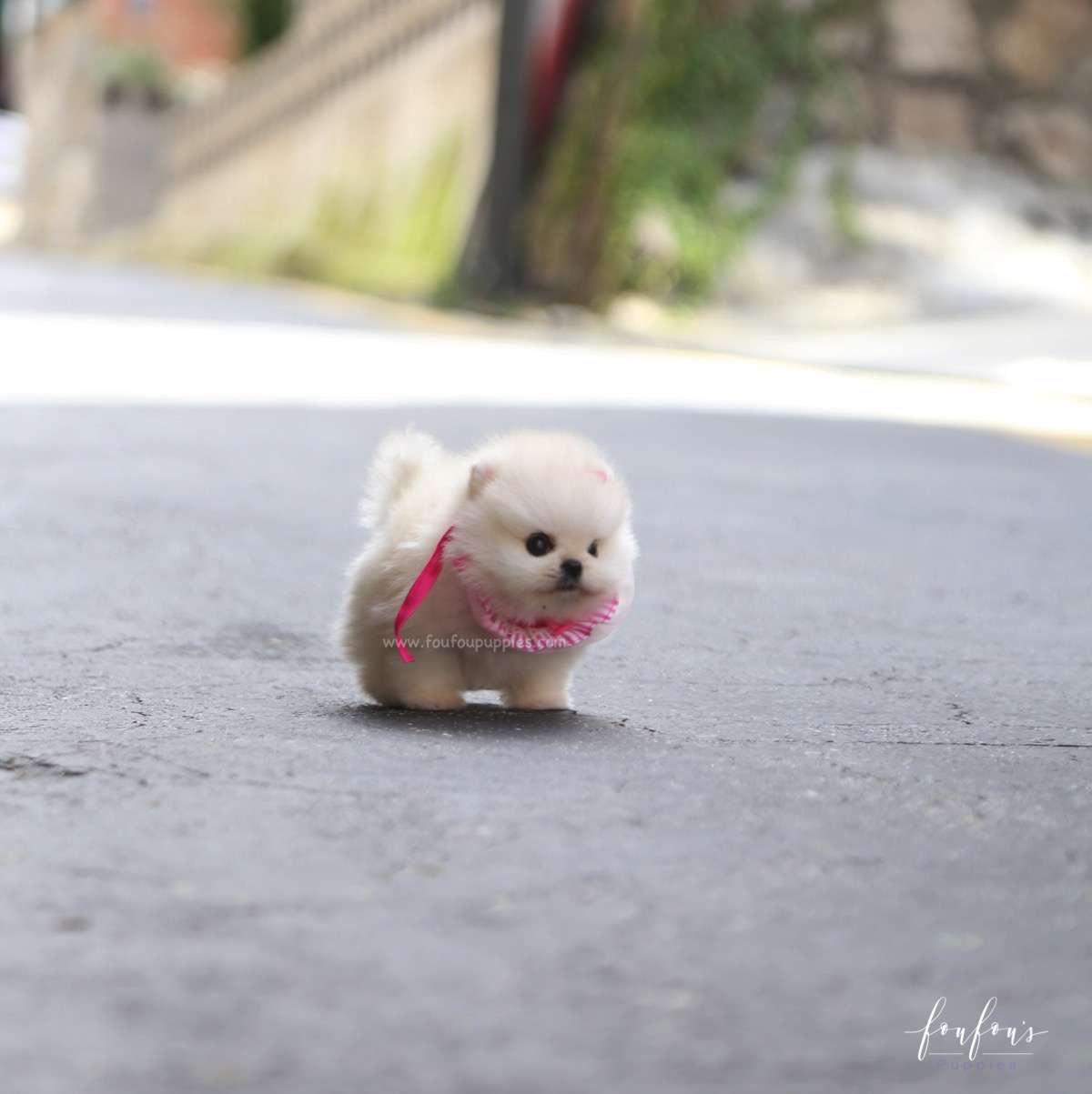 Cotton Candy - Pomeranian F.