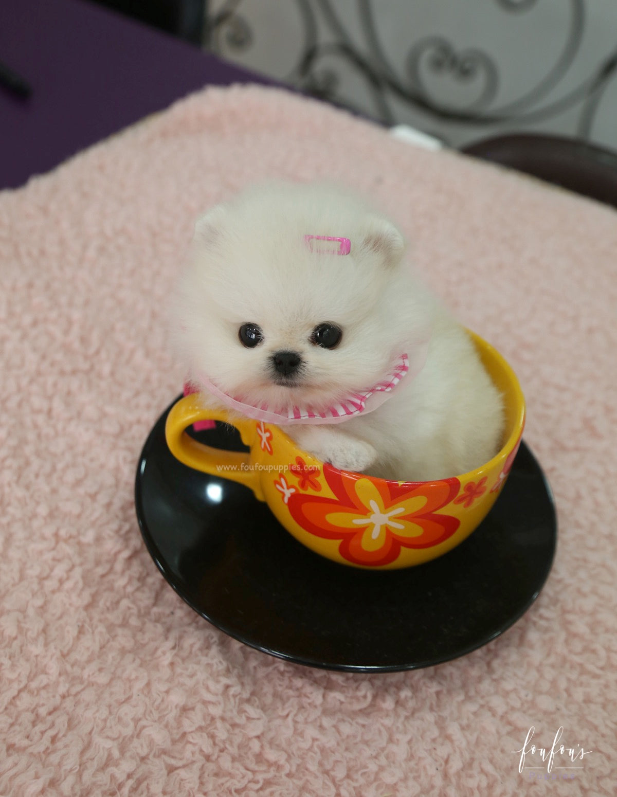 Cotton Candy - Pomeranian F.