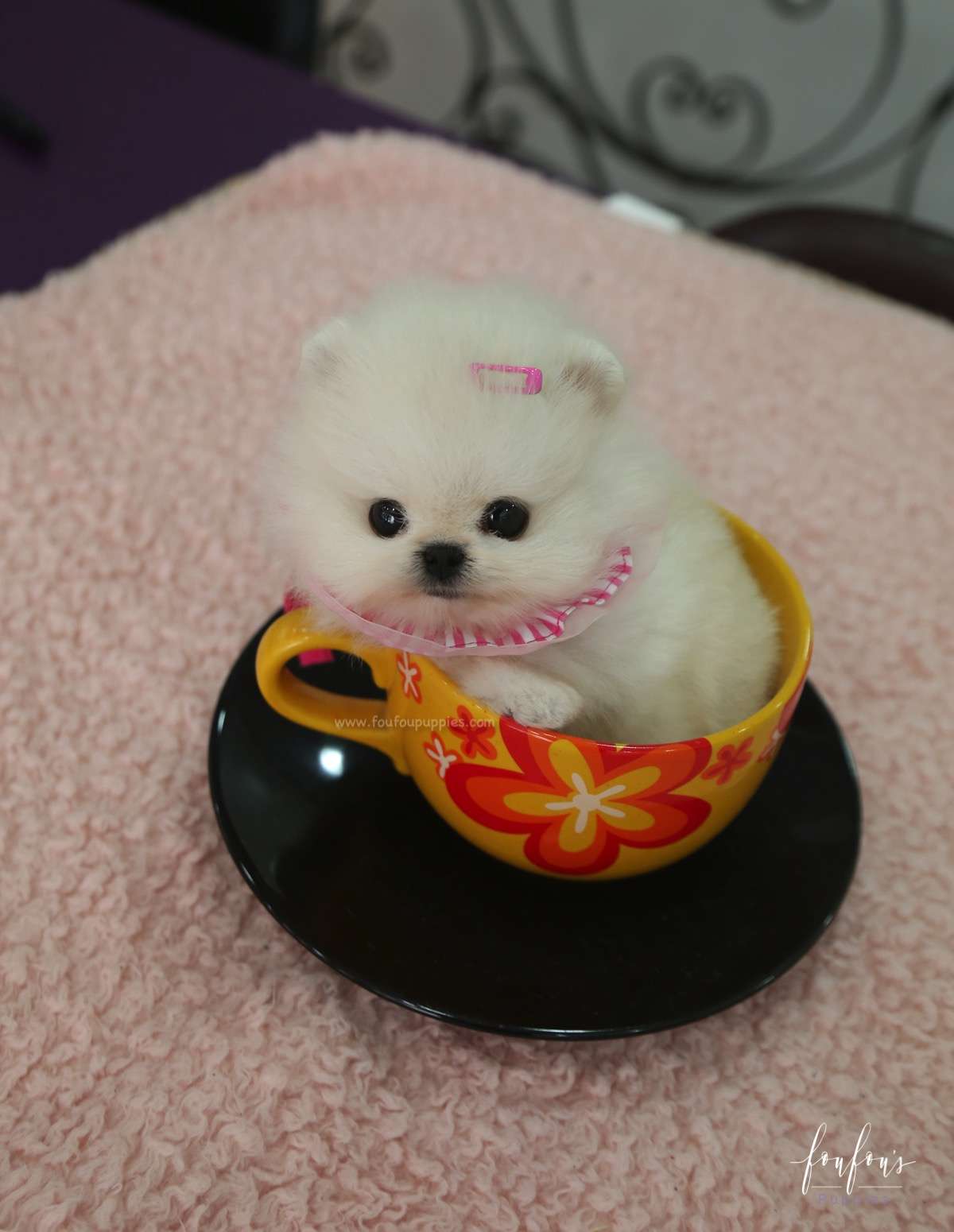 Cotton Candy - Pomeranian F.