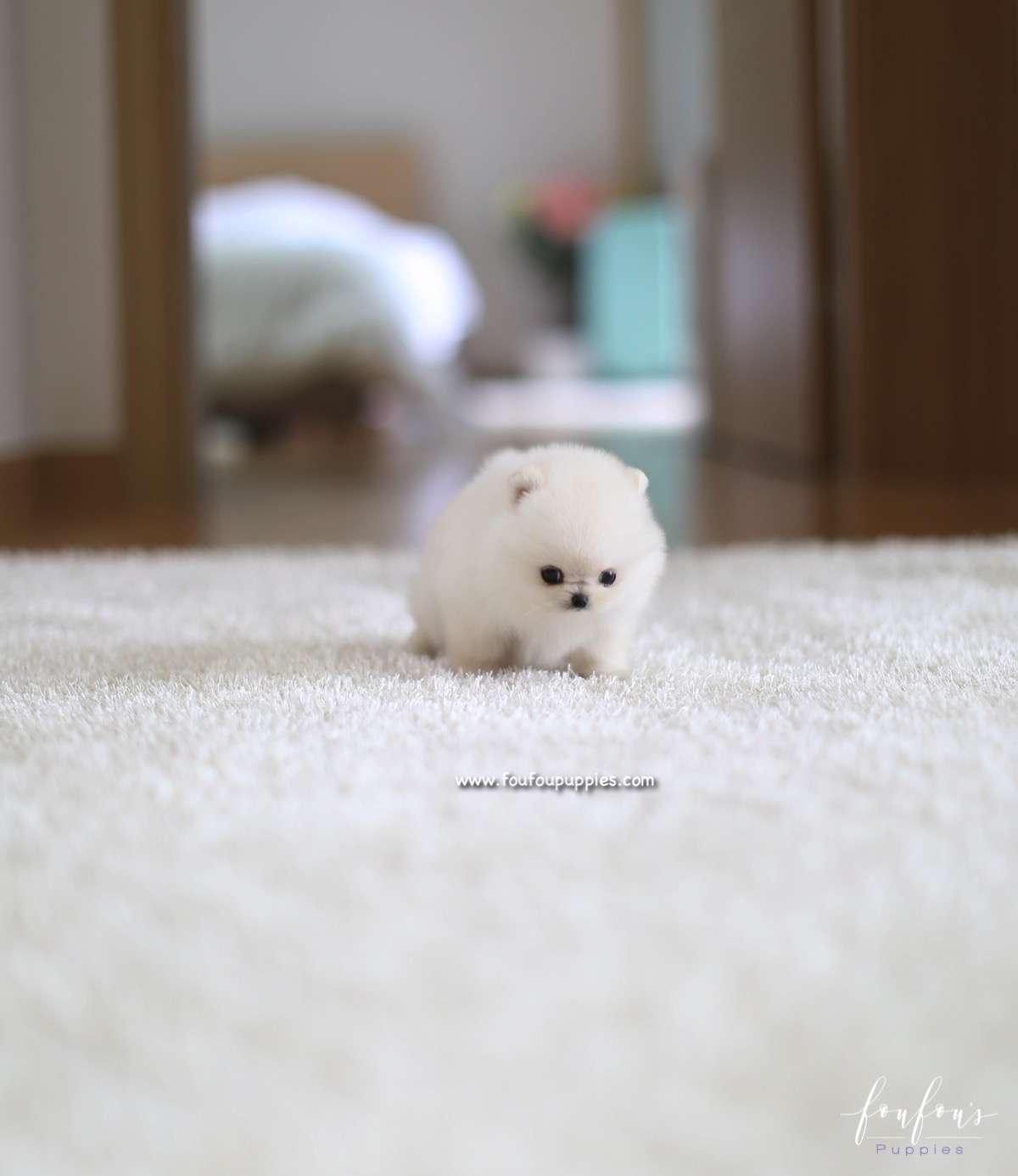 Cotton Candy - Pomeranian F.
