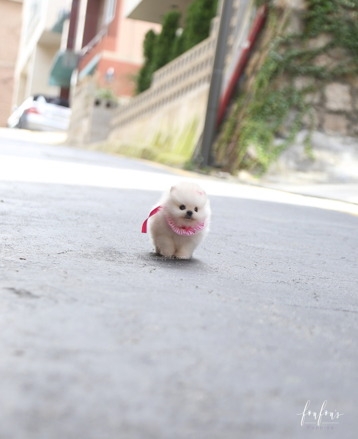 Cotton Candy - Pomeranian F.