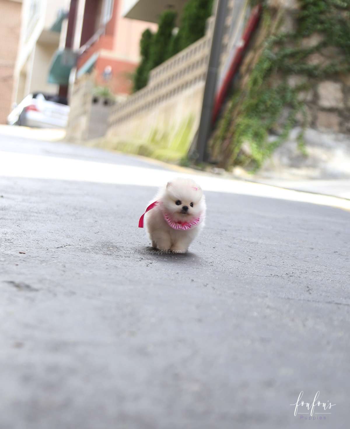 Cotton Candy - Pomeranian F.